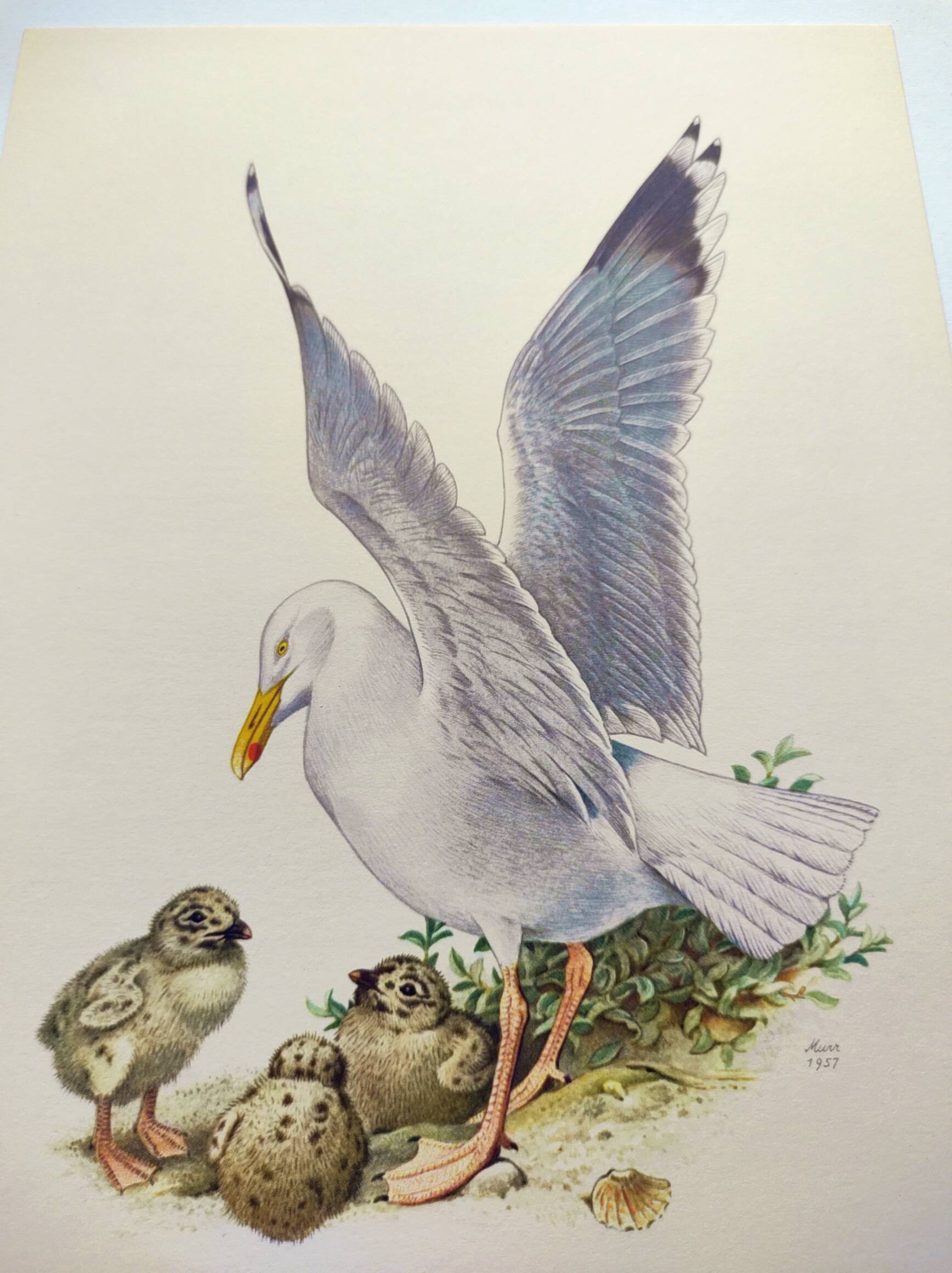 Planche ancienne oiseaux Années 1960 - Goeland Argenté .Illustration nature