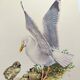 Planche ancienne oiseaux Années 1960 - Goeland Argenté .Illustration nature