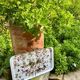 Plateau Villeroy and Boch Botanic