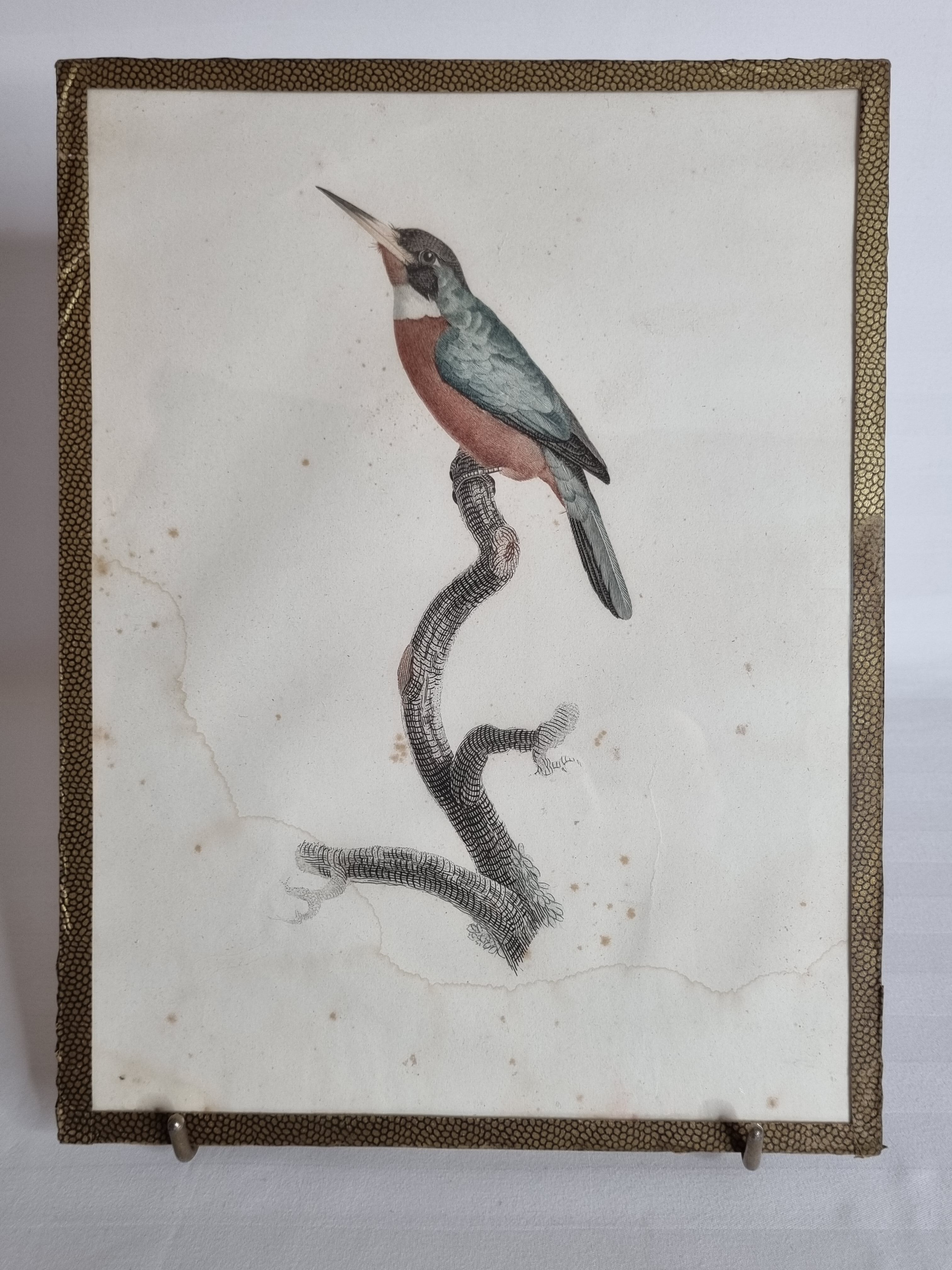 Gravure originale du début du XIXème siècle, Petit Jacamar d'après Jacques Barraband (1806)