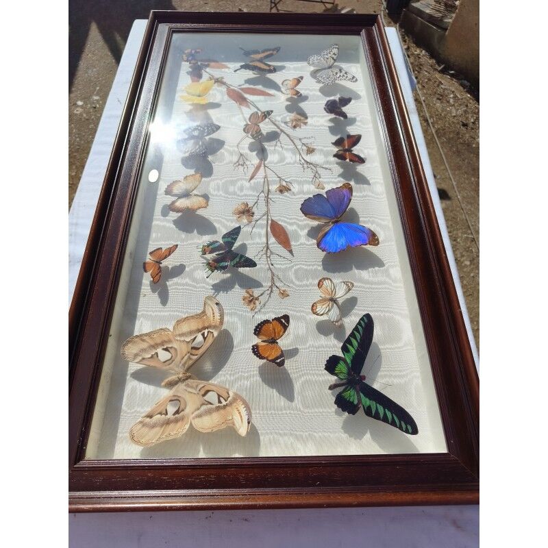 Lot de papillons exotique