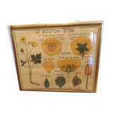 Pedagogical poster in gilded frame