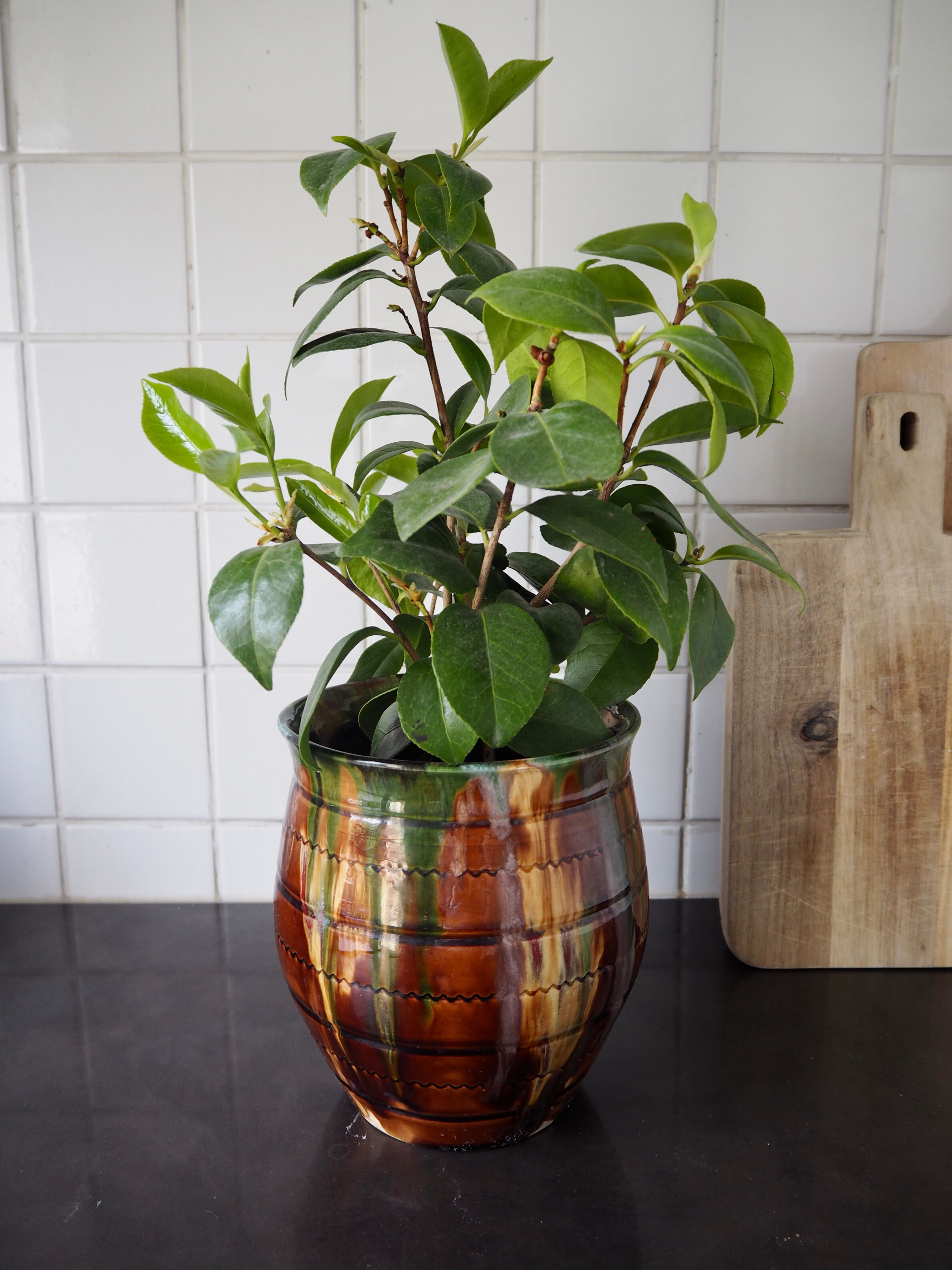 Glazed ceramic pot cover Provencal style