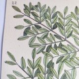 Antique bird engraving - Goldfinch - Vintage nature plate by Seligmann