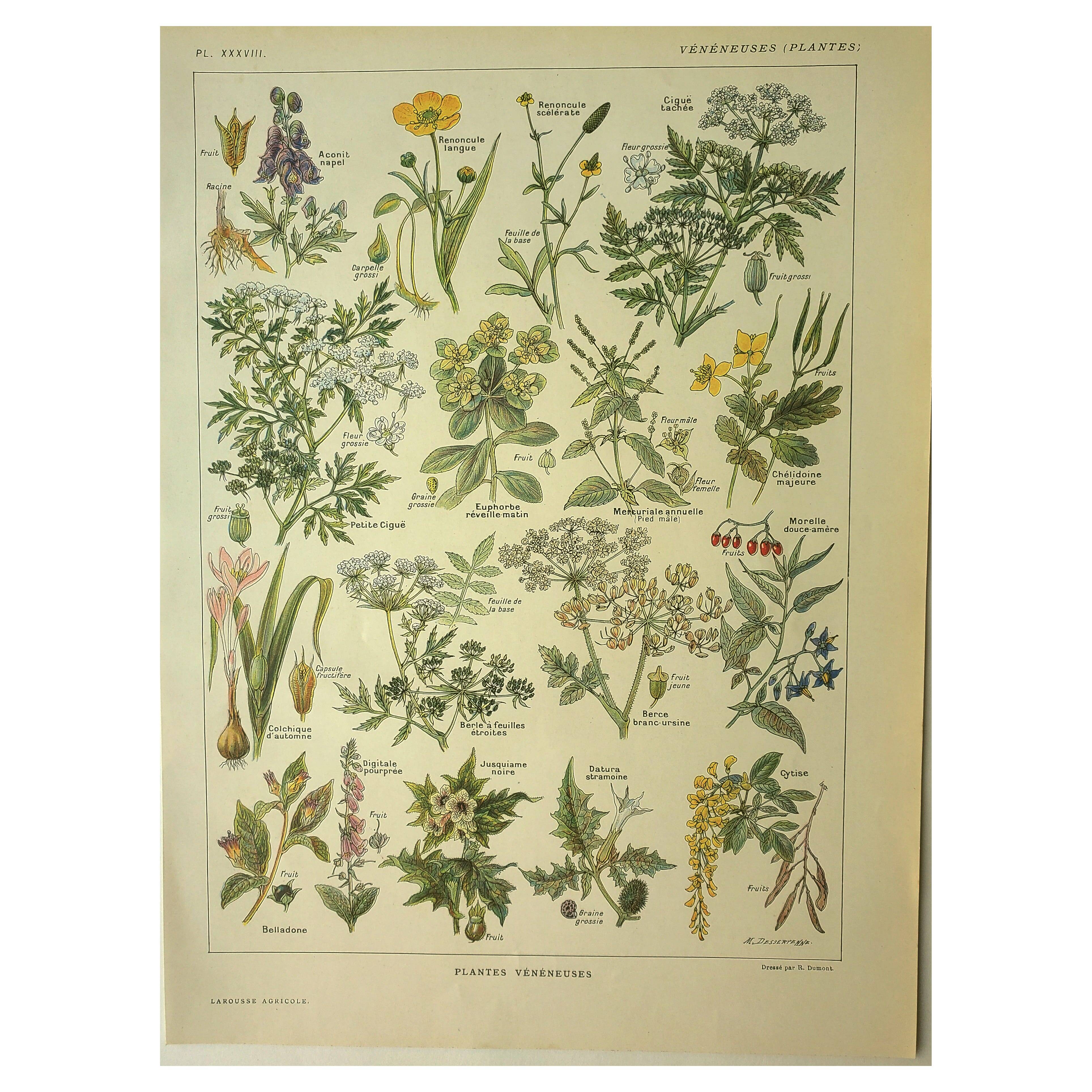 Antique engraving from 1921 by Dessertenne - Poisonous plant. Botanical plate