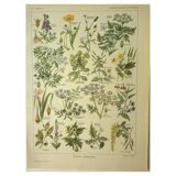 Antique engraving from 1921 by Dessertenne - Poisonous plant. Botanical plate