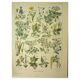 Antique engraving from 1921 by Dessertenne - Poisonous plant. Botanical plate