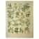 Antique engraving from 1921 by Dessertenne - Poisonous plant. Botanical plate