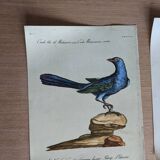6 bird illustrations