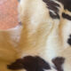 Genuine leather rug – Natural leather