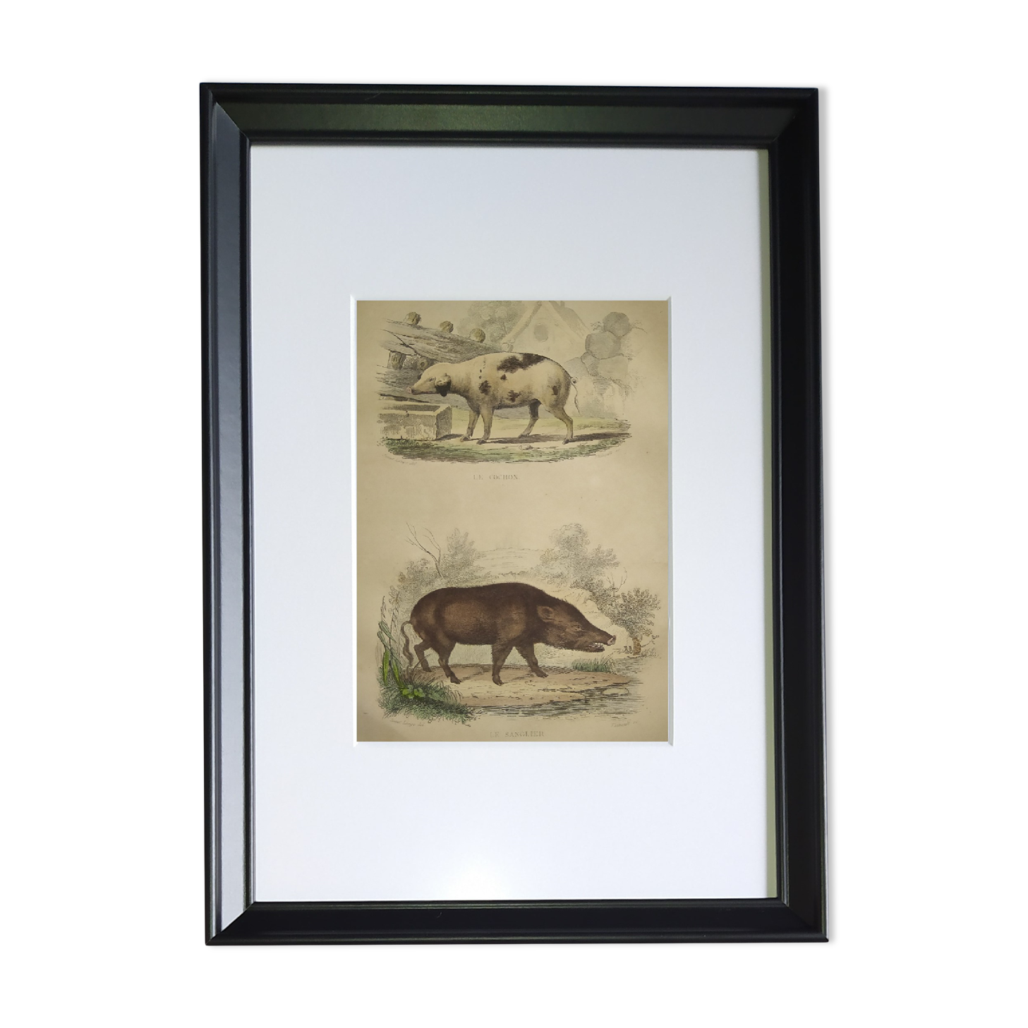 Original framed zoological plate, from 1839 " Pig & Boar "