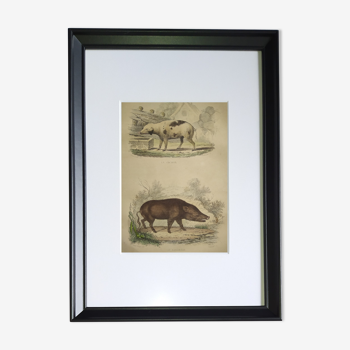 Original framed zoological plate, from 1839 " Pig & Boar "