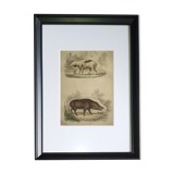Original framed zoological plate, from 1839 " Pig & Boar "