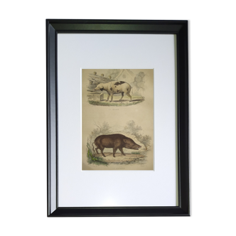 Original framed zoological plate, from 1839 " Pig & Boar "