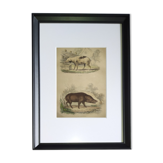 Planche zoologique originale encadrée de 1839 " Cochon & Sanglier "