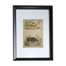 Original framed zoological plate, from 1839 " Pig & Boar "