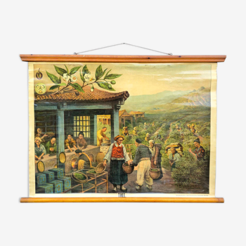 Affiche scolaire Vintage d'une plantation de thé