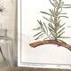 Botanical plate rosemary