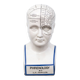 Porcelain bust, Fowler phrenology head, cabinet of curiosities, collection