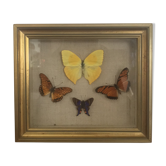 Entomologie
