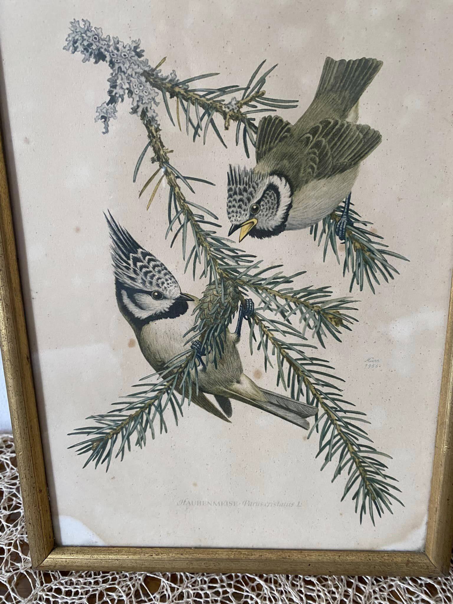 Duo of paintings signed Murr 1956 representing birds. Gilded wooden frame. Under glass.