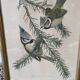 Duo of paintings signed Murr 1956 representing birds. Gilded wooden frame. Under glass.