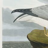 Poster about the Northern Fulmar, based on an old engraving from 1827.