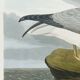 Poster about the Northern Fulmar, based on an old engraving from 1827.