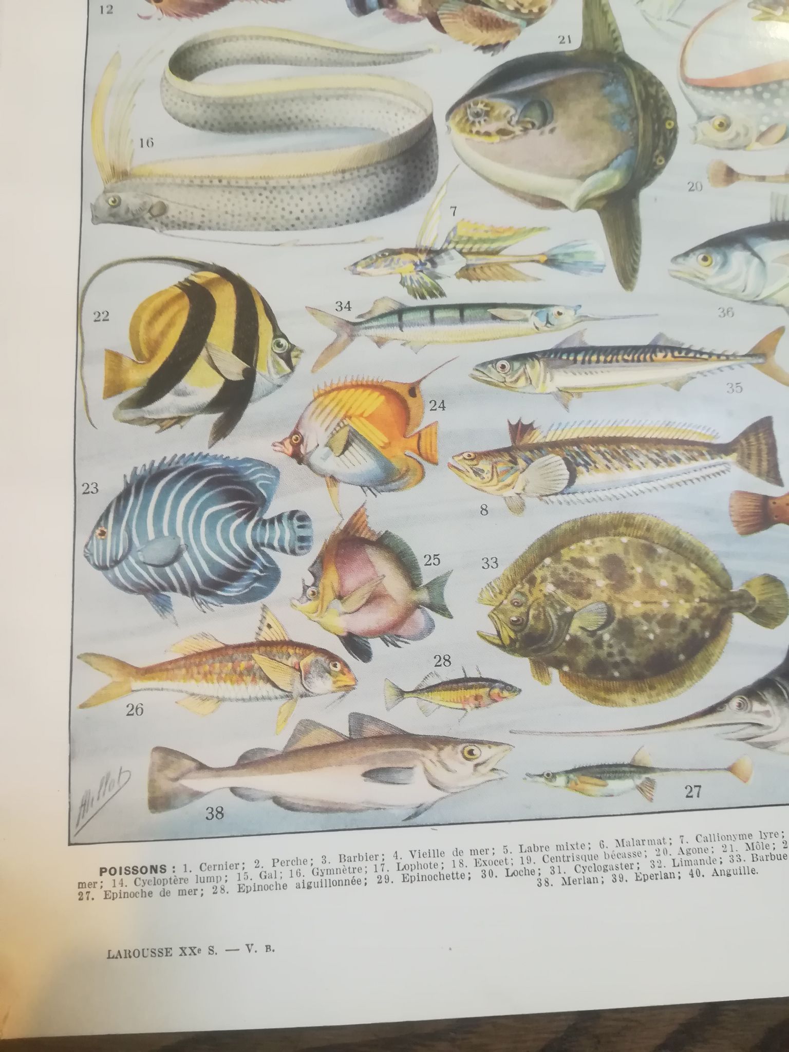 Lithographie sur les poissons de 1928