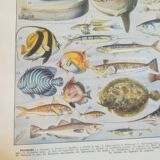 Fish lithograph from 1928