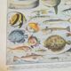 Lithographie sur les poissons de 1928