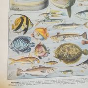 Lithographie sur les poissons de 1928