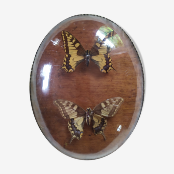 Curved glass butterfly frame