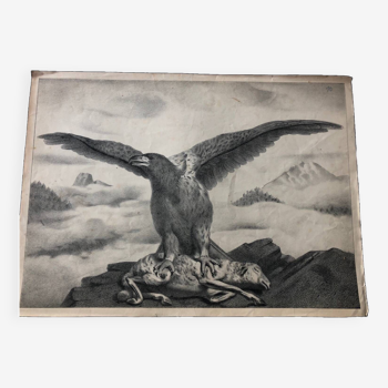 Zoological school poster representing an eagle