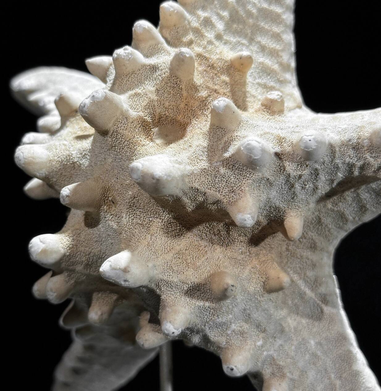 Starfish Protoreaster nodosus on a base