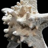Protoreaster nodosus starfish on base
