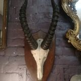 Antelope trophy massacre