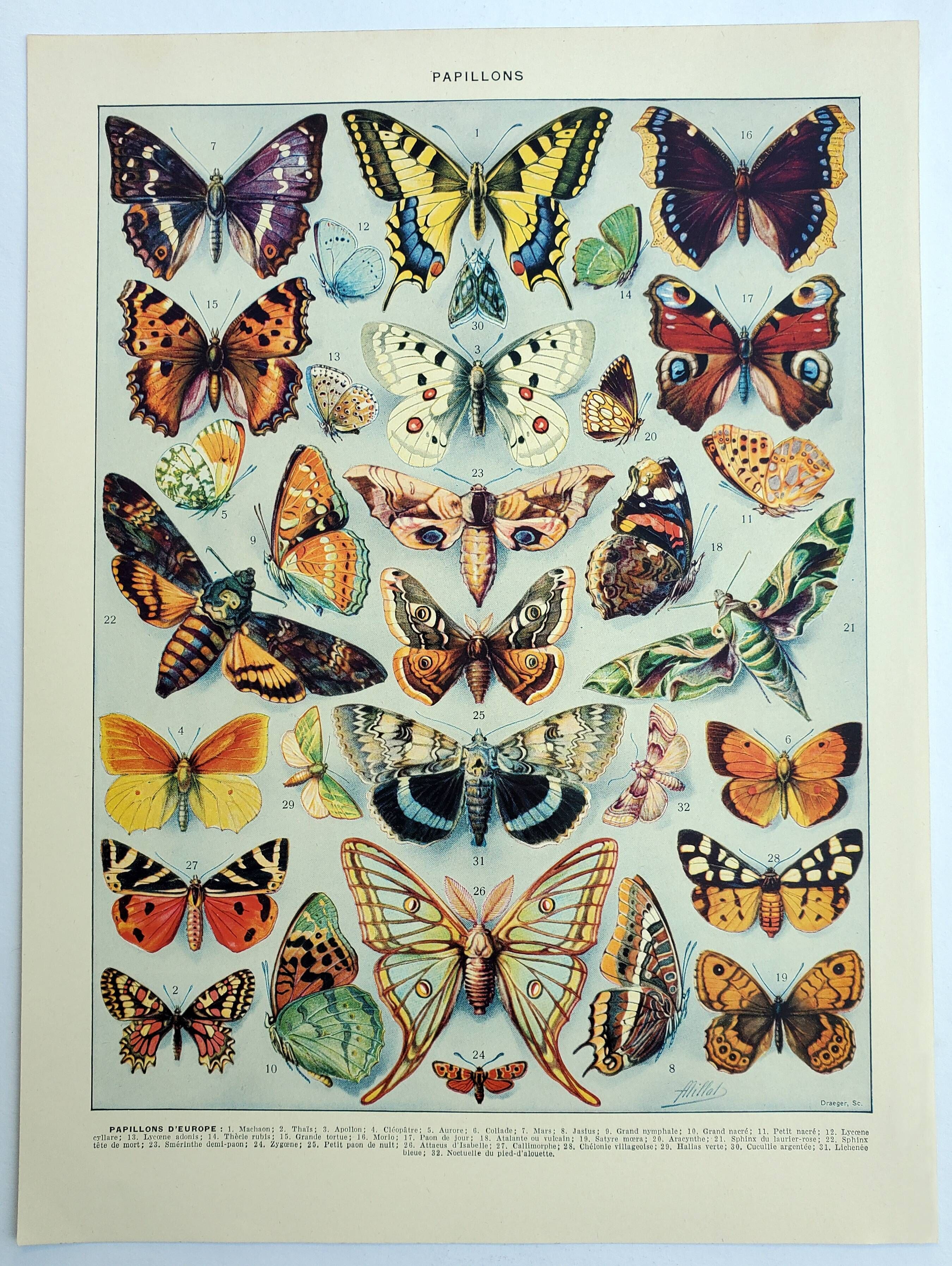 Old engraving 1928, Butterflies of Europe, entomology, insect ...
