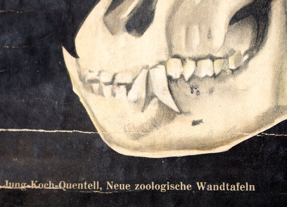 Graphic poster "Chimp" from Jung-Koch-Quentell 1923