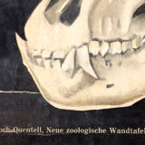 Graphic poster "Chimp" from Jung-Koch-Quentell 1923