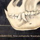Graphic poster "Chimp" from Jung-Koch-Quentell 1923