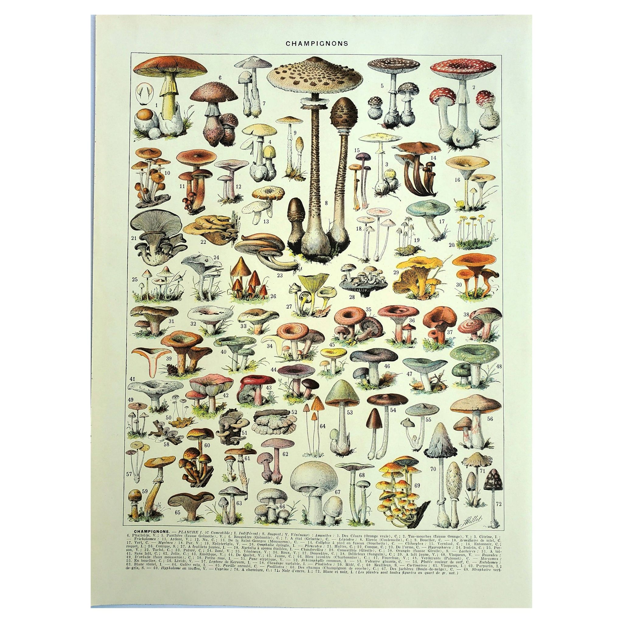 Botanical engraving 1928 A. Millot - Mushrooms 1, picking, mycology