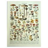 Botanical engraving 1928 A. Millot - Mushrooms 1, picking, mycology