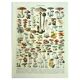 Gravure botanique 1928 A. Millot - Champignons 1, cueillette, mycologie