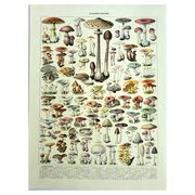 Botanical engraving 1928 A. Millot - Mushrooms 1, picking, mycology