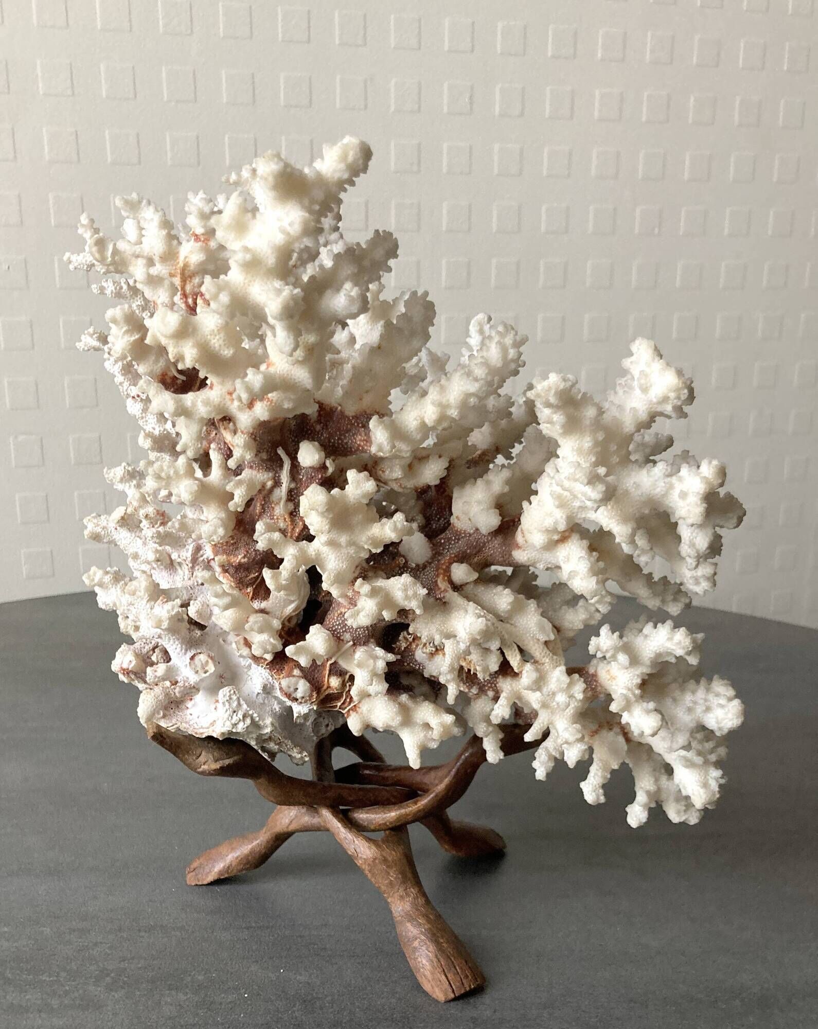 Corail blanc grand modèle 1960 sur bois sculpté