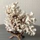 Corail blanc grand modèle 1960 sur bois sculpté