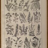 Lithograph on aromatic and melliferous plants of 1921