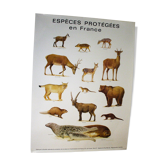 Poster species protected in France