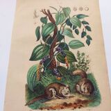 Antique plate from 1839 - Pepper tree - Botanical engraving hand-colored from nature